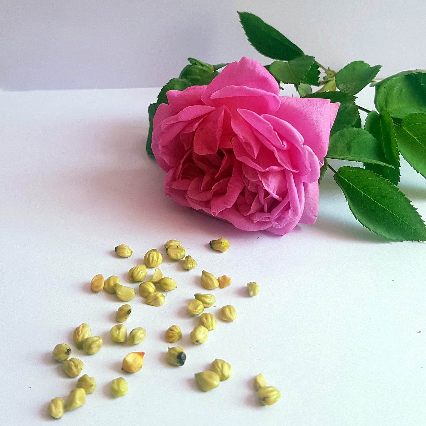 Elegant Climbing Rose Flower Seeds